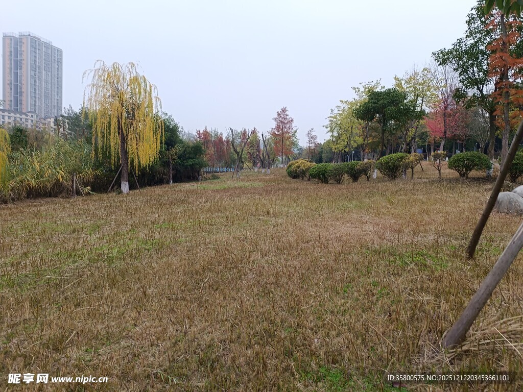 秋日公园开阔草地景观