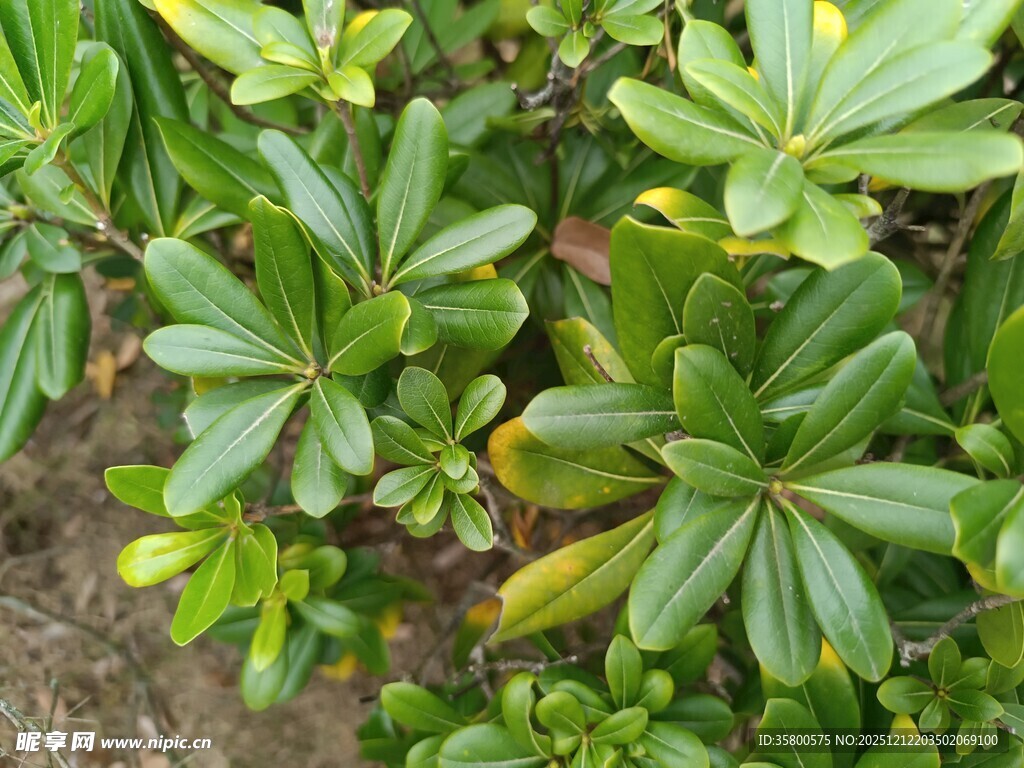 翠绿海桐叶片特写