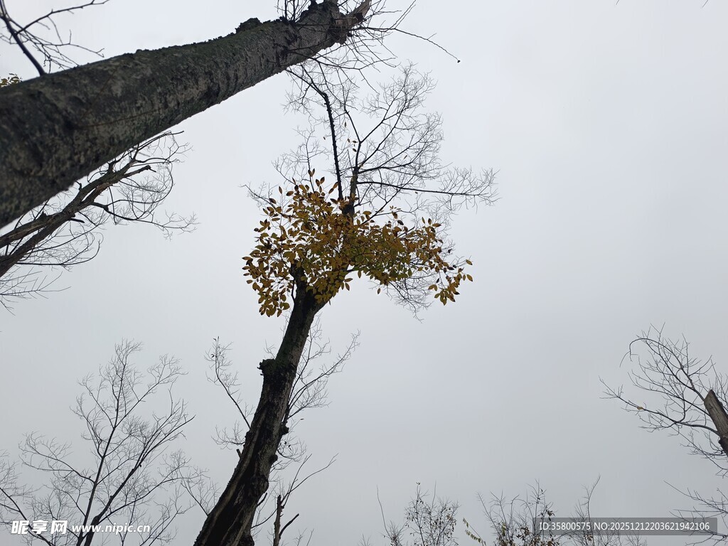 孤树顶的一抹黄叶