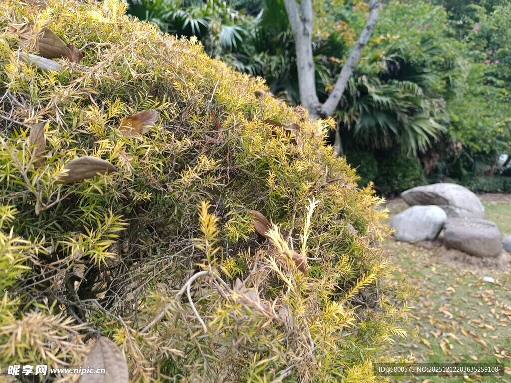 绿意盎然的灌木与石头景观