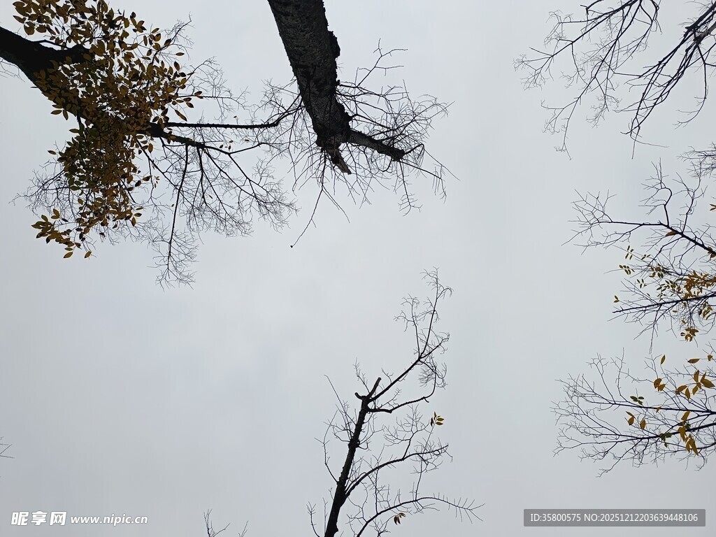 仰视枯树枝干与天空