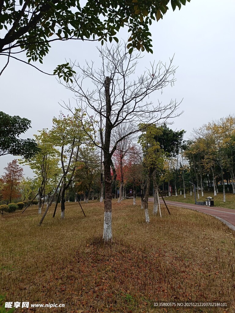 秋日公园树木景致