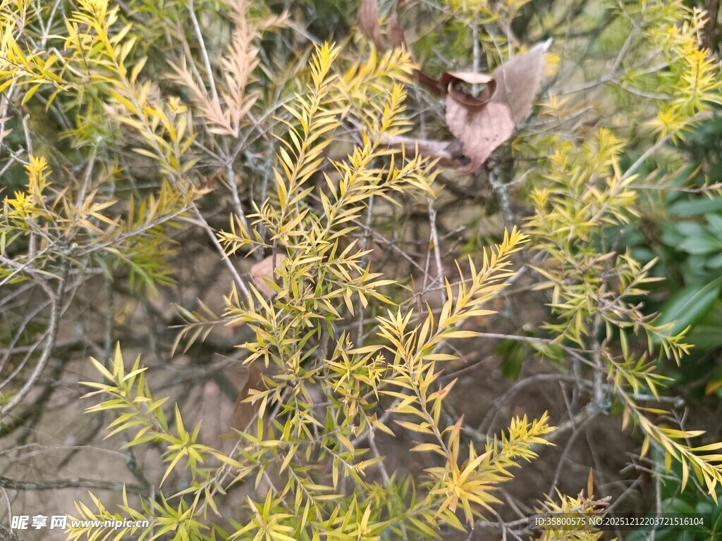 金黄枝叶间的小鸟