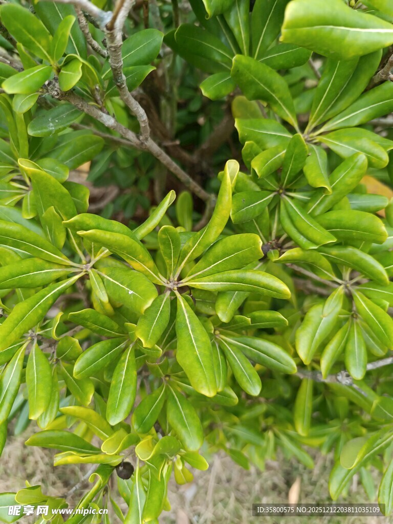 翠绿繁茂的植物枝叶