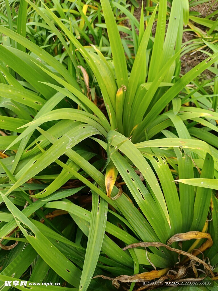 翠绿繁茂的丛生绿植