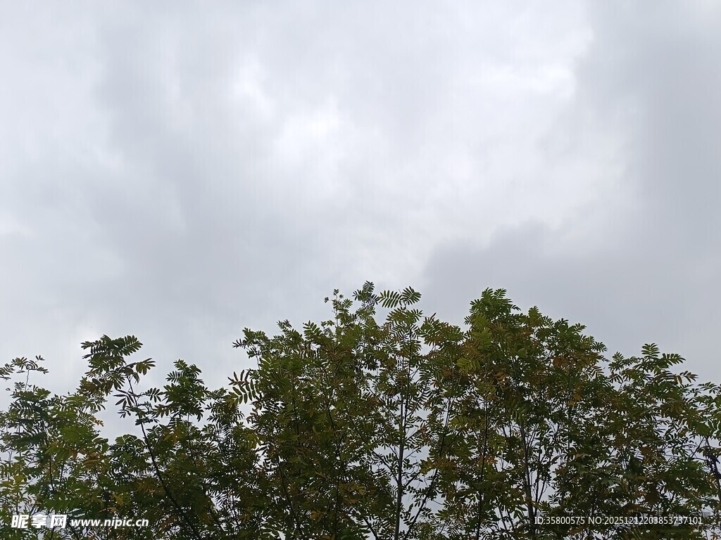 树梢上的多云天空