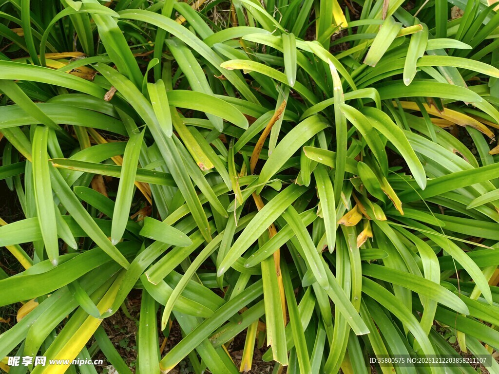 翠绿繁茂的长条状植物叶片
