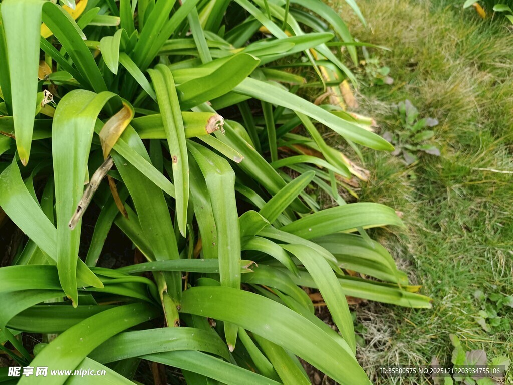 翠绿繁茂的长条状叶片植物