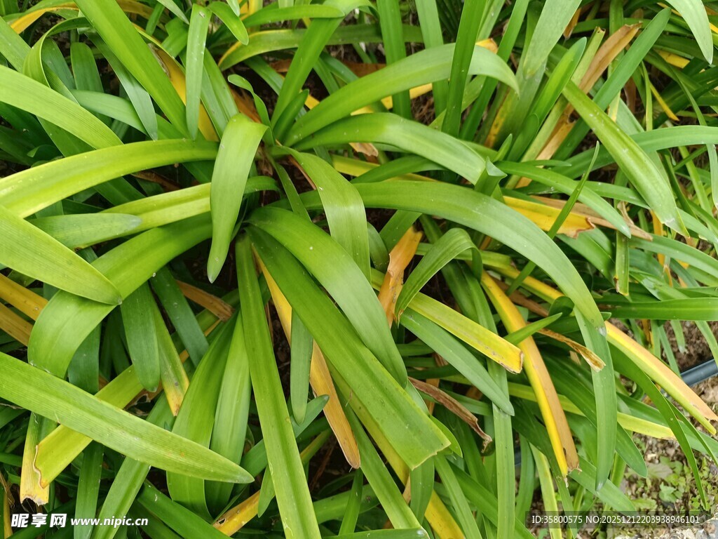 翠绿繁茂的长条状植物叶片