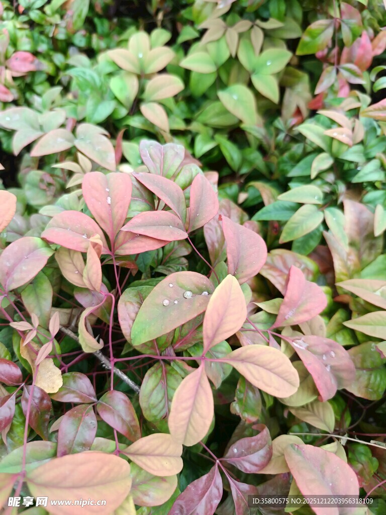 多彩斑斓的变色植物叶片