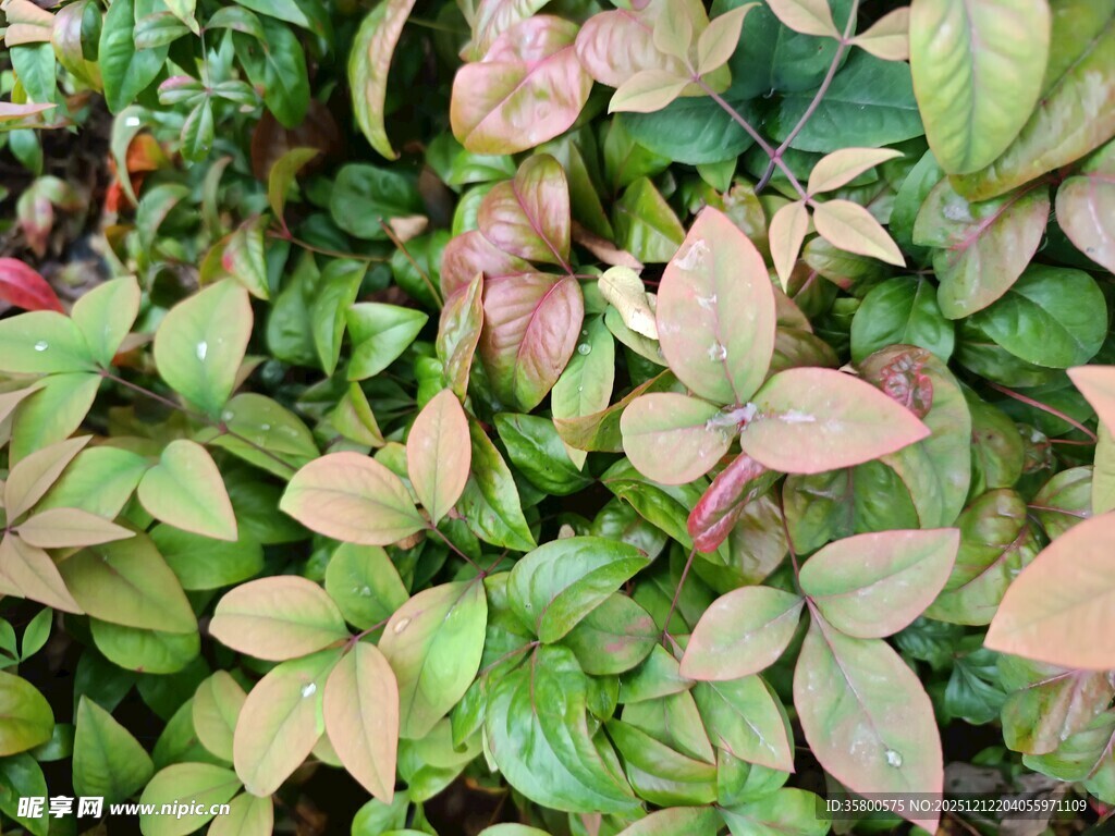 多彩叶片植物特写