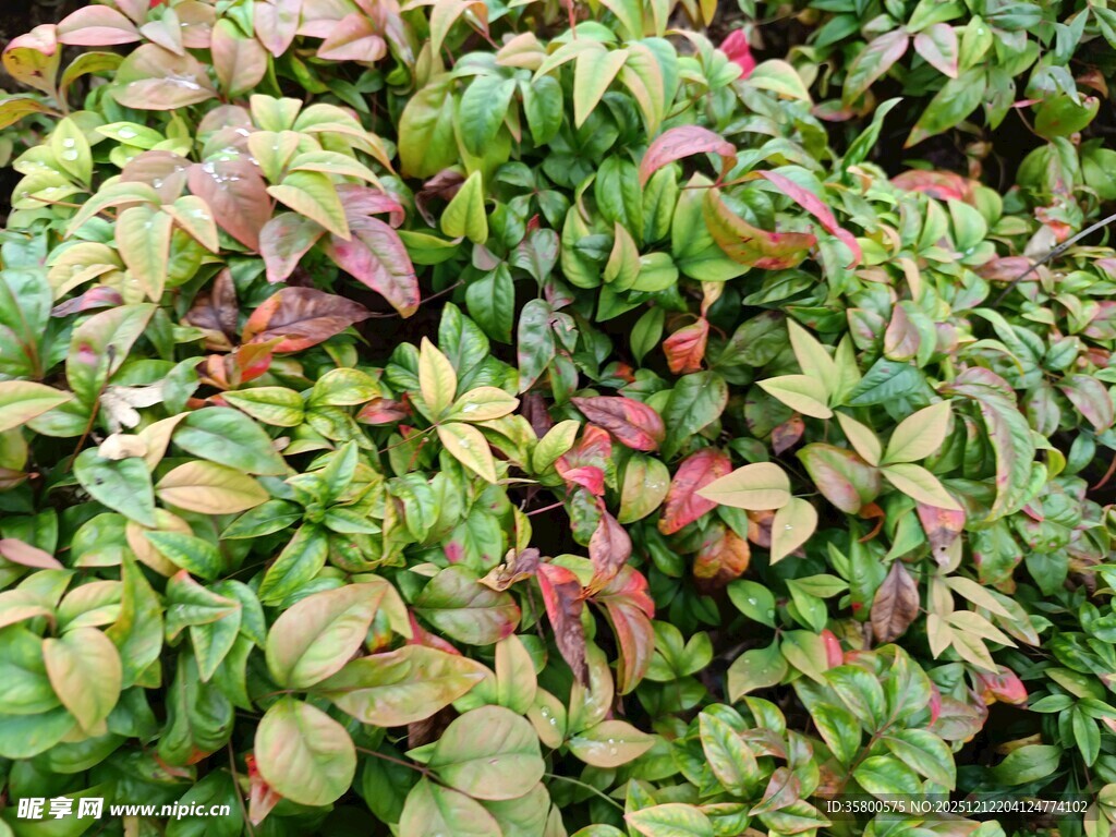 多彩叶片植物特写