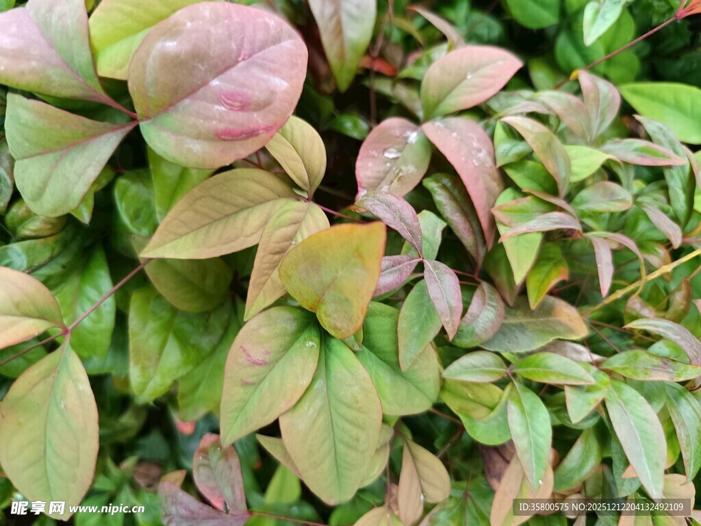 多彩叶片植物特写