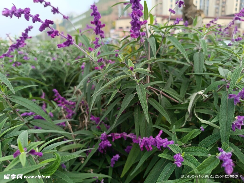 紫色鼠尾草花卉特写