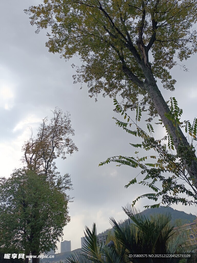 秋日倾斜树木风景