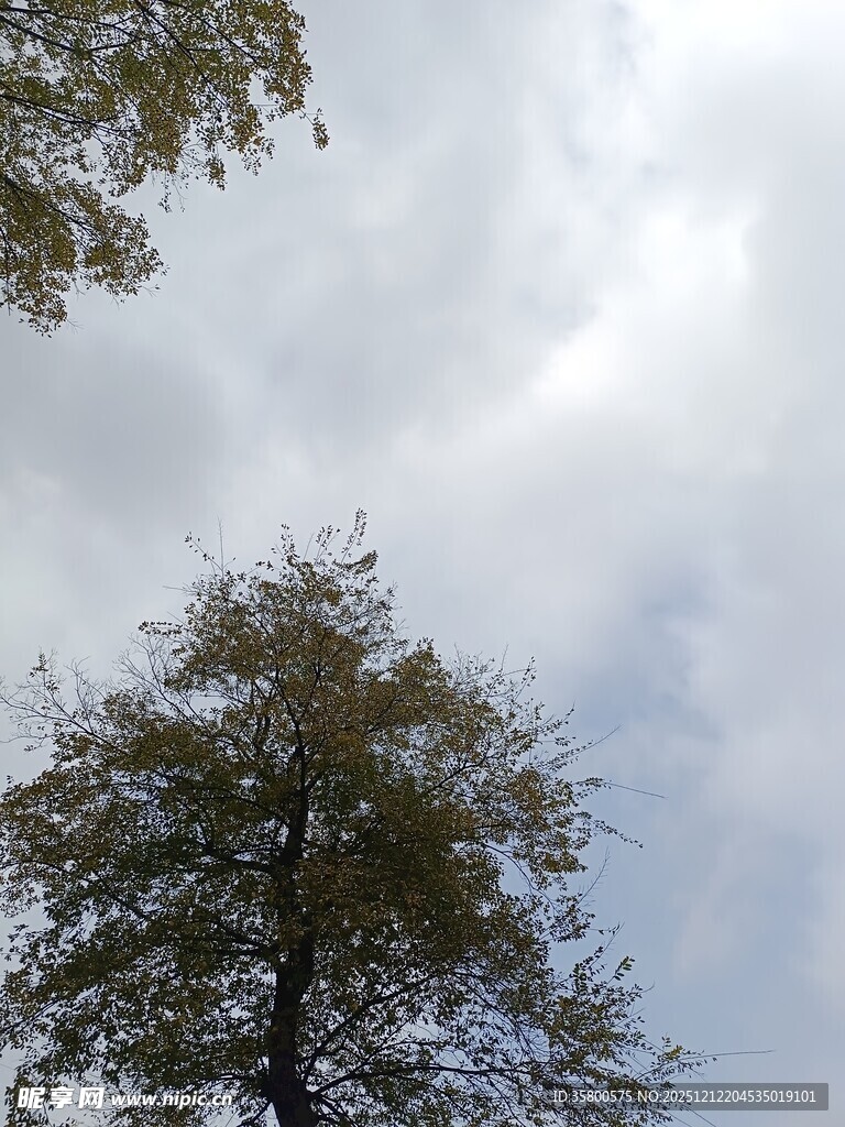 仰望天空中的树木