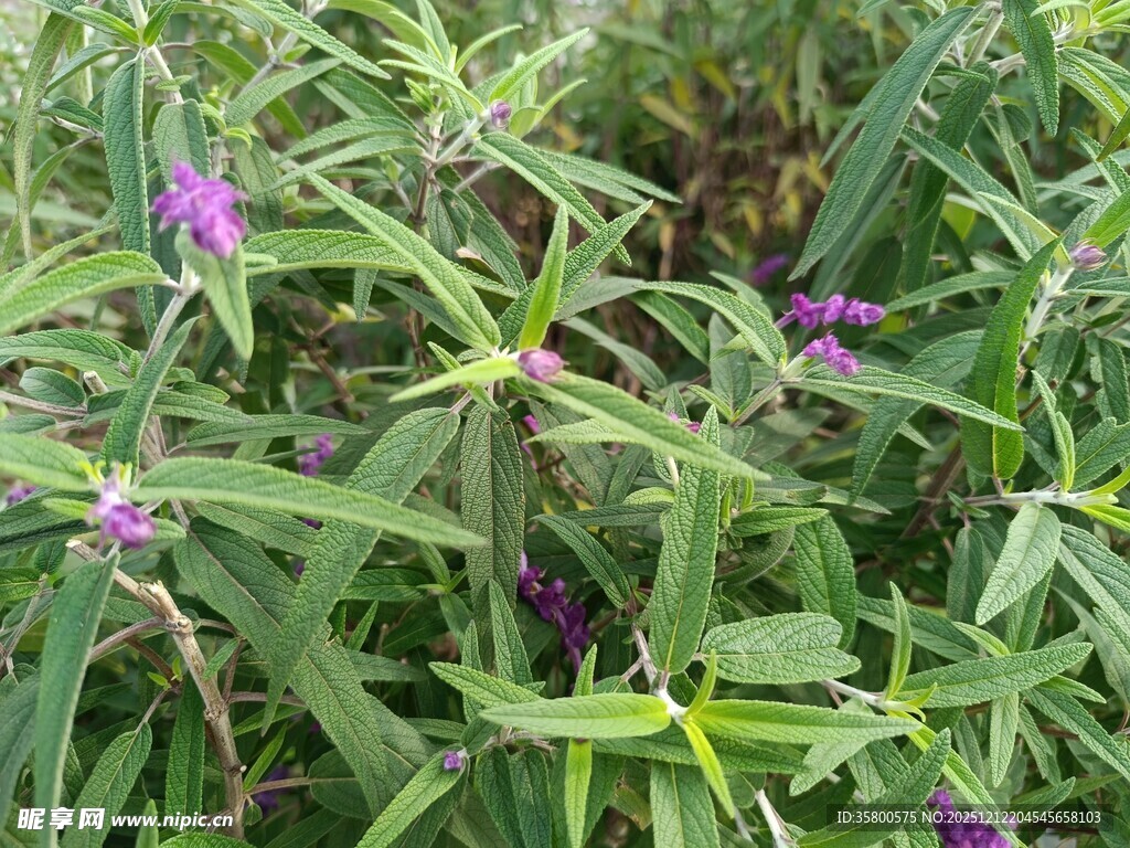 紫色野花绽放于绿叶间