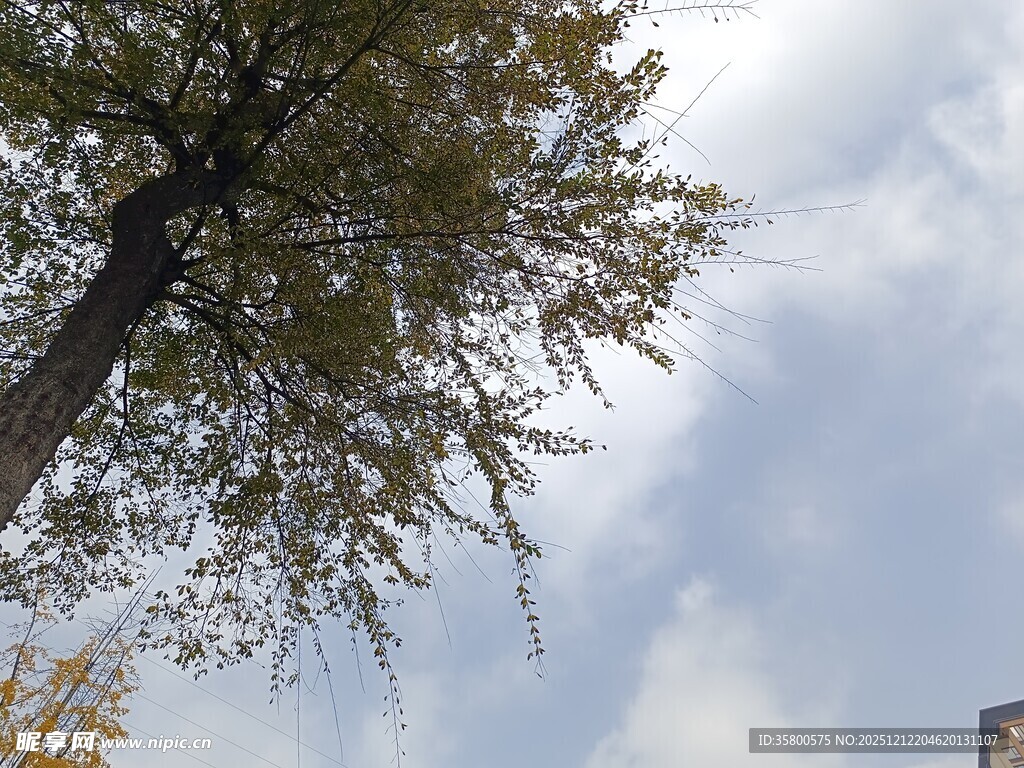 仰望天空中的繁茂大树