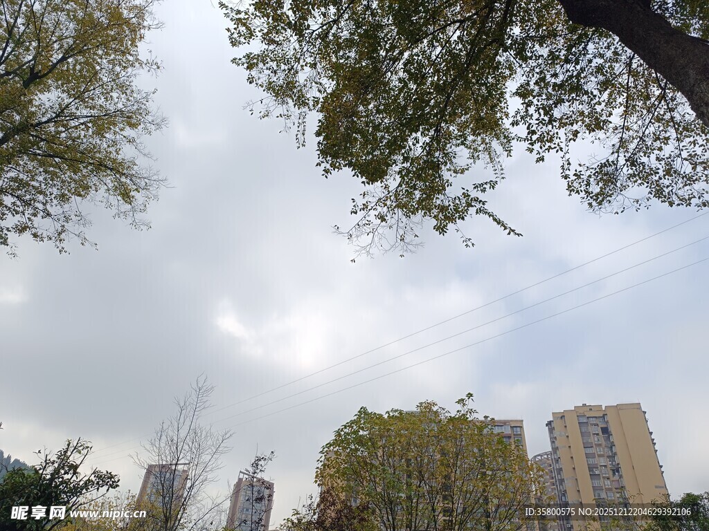 城市中树木与高楼景观