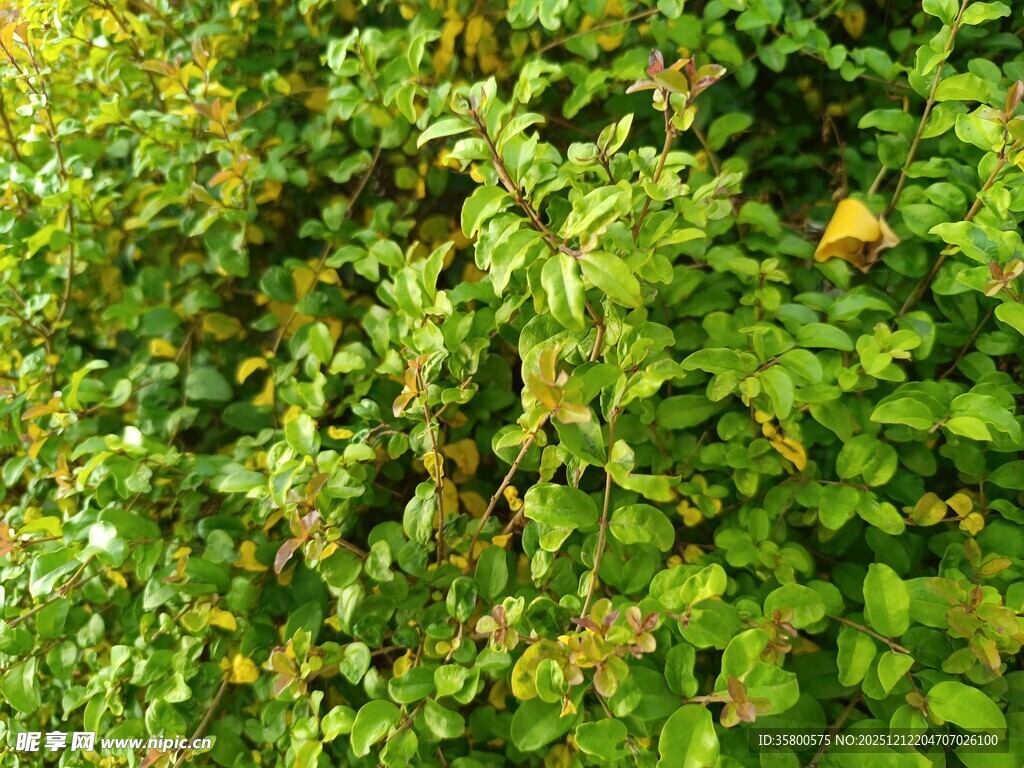 翠绿繁茂的植物景观