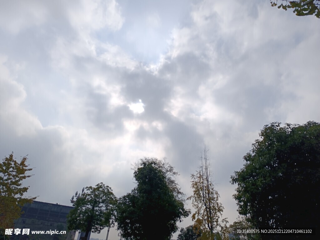 云层间透出微光的树林