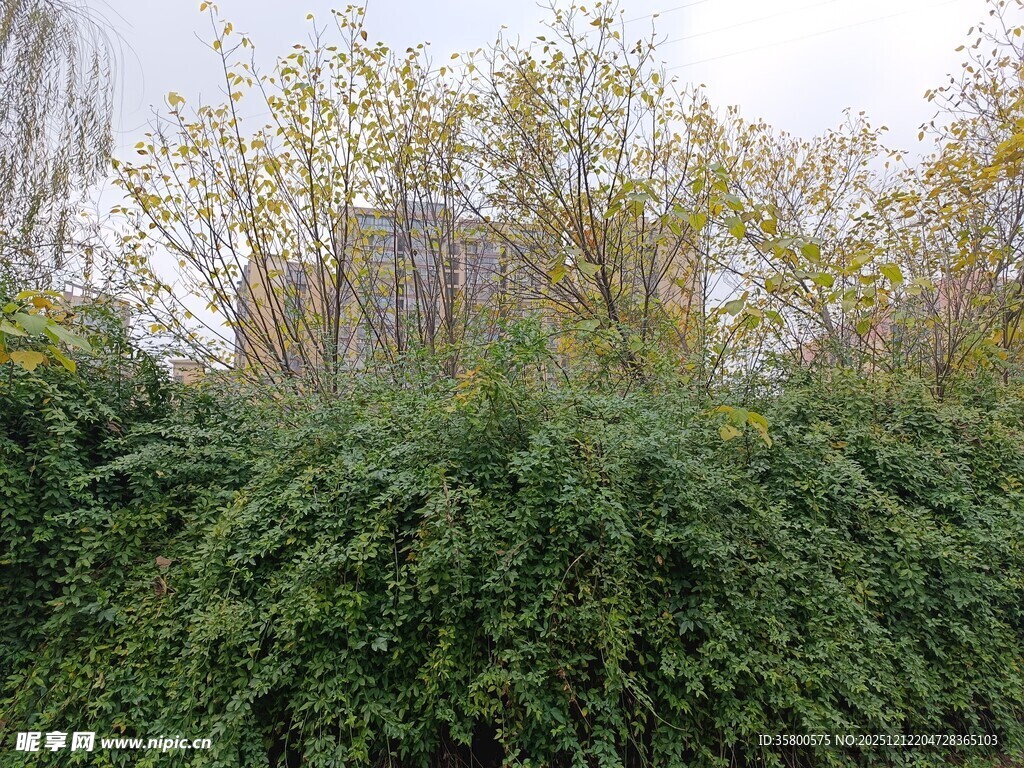繁茂绿植中的朦胧建筑