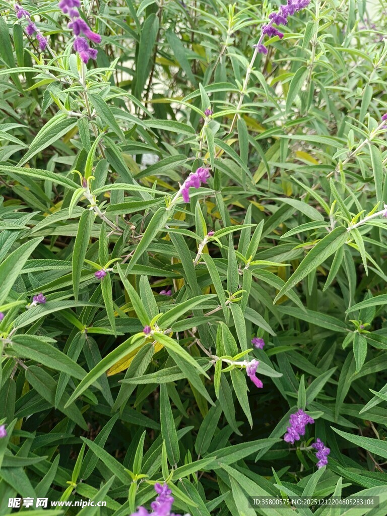 绿叶丛中的紫色花卉