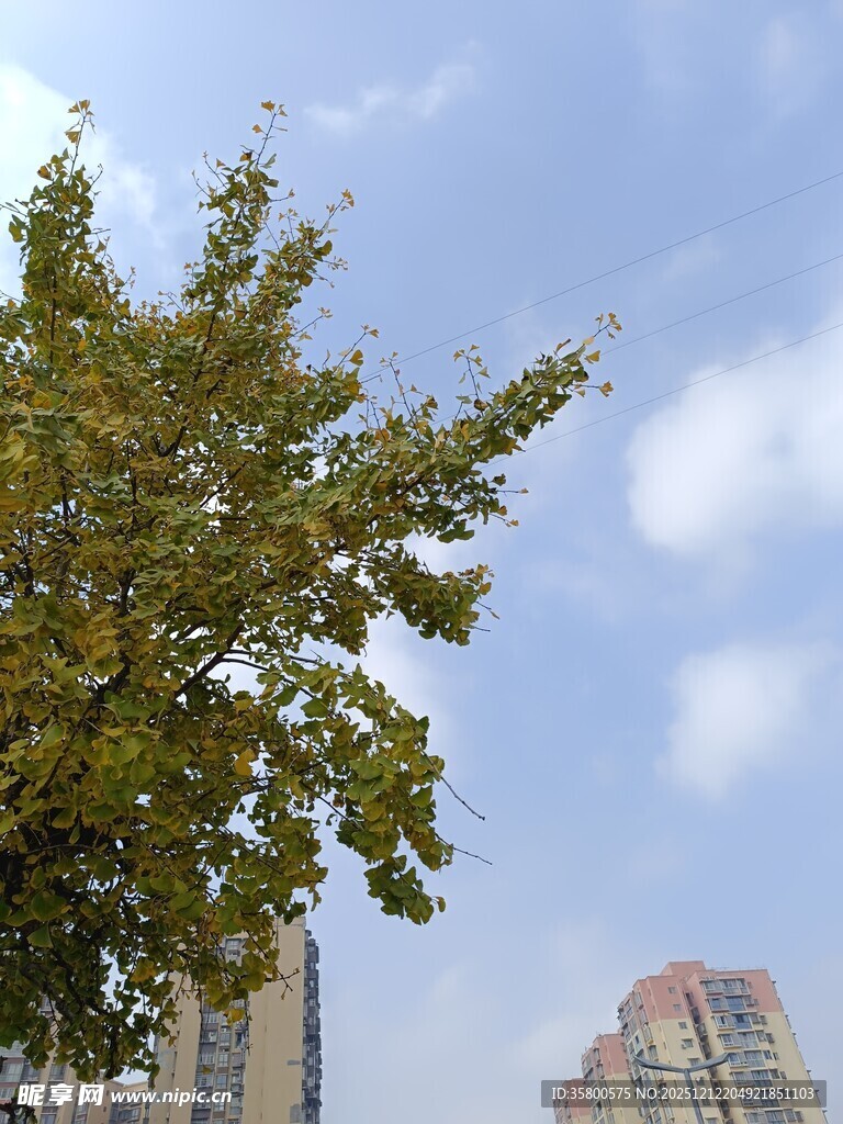 城市中枝叶繁茂的绿树