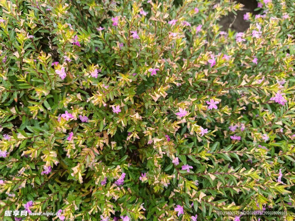 繁茂花丛中的紫色小花