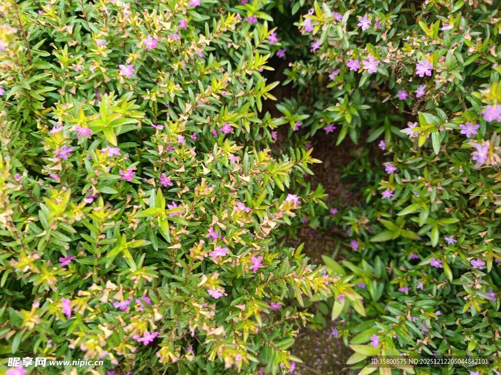 繁茂花丛中的紫色小花