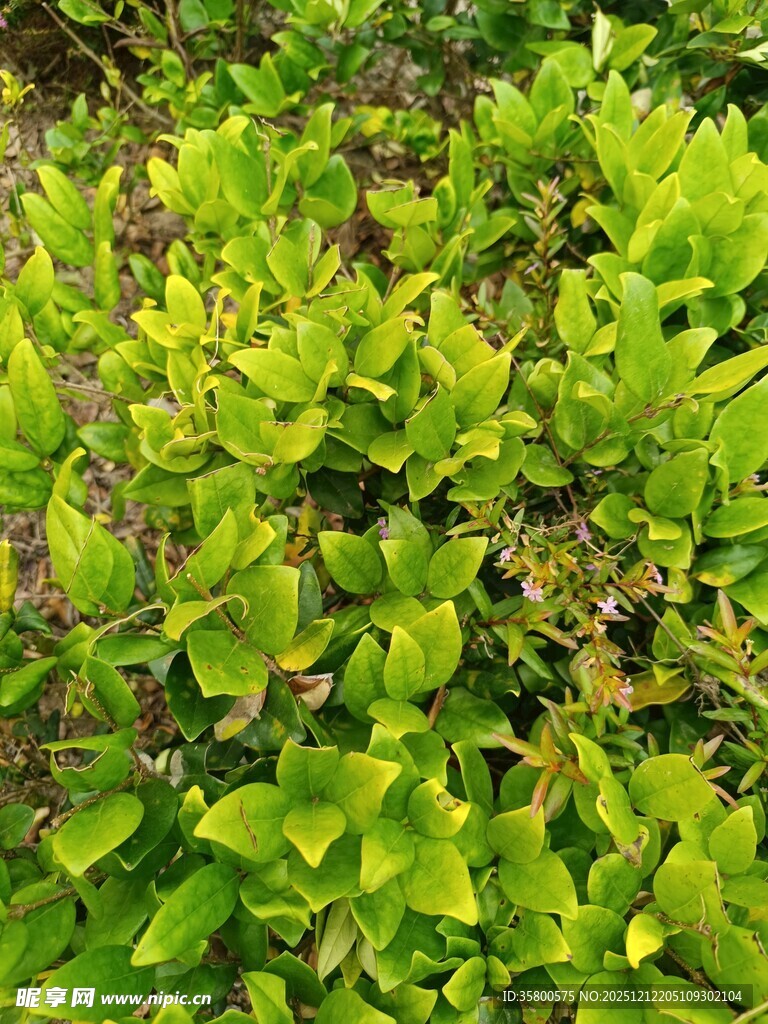 翠绿繁茂的植物叶片