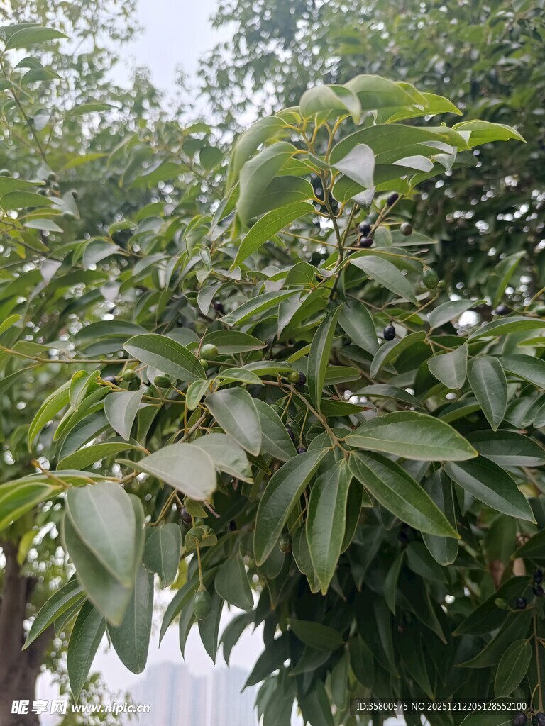 绿叶繁茂的树木