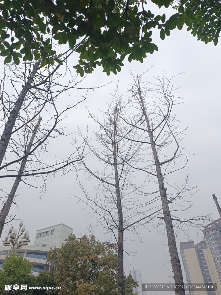 冬日枯树与城市建筑景象