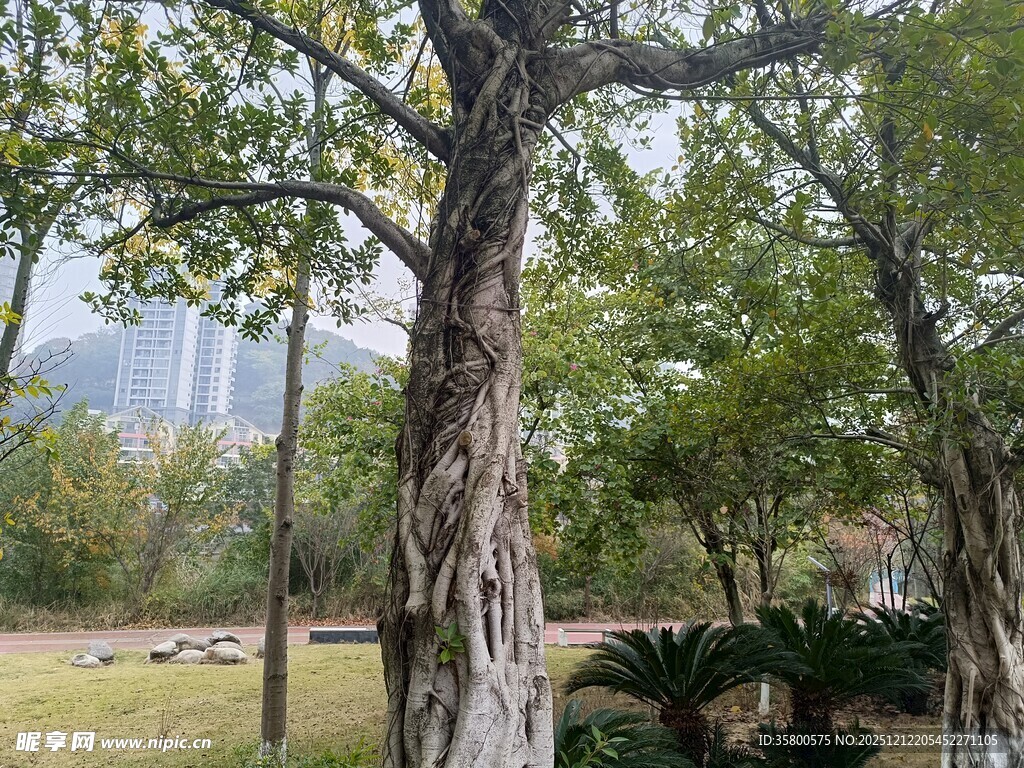林间树木与远处山峦景色