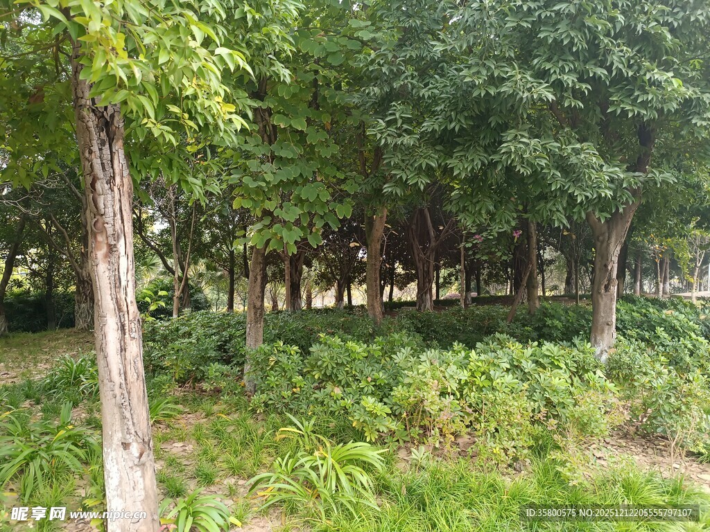 林间绿意盎然的自然景致