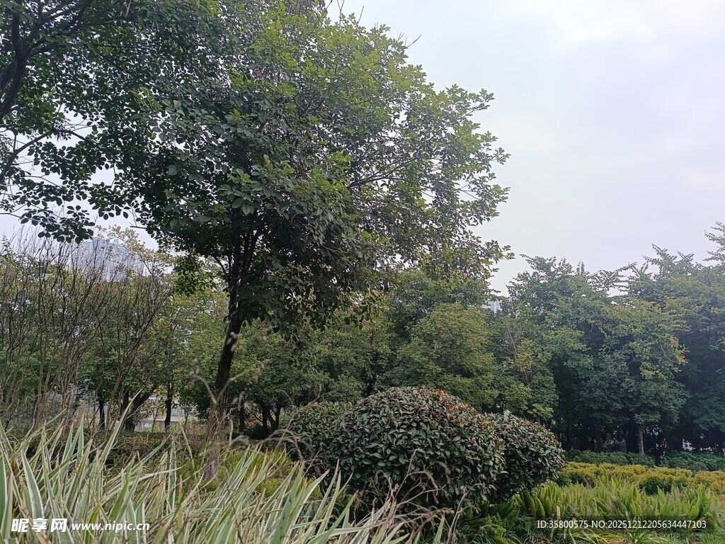 绿意盎然的园林景观