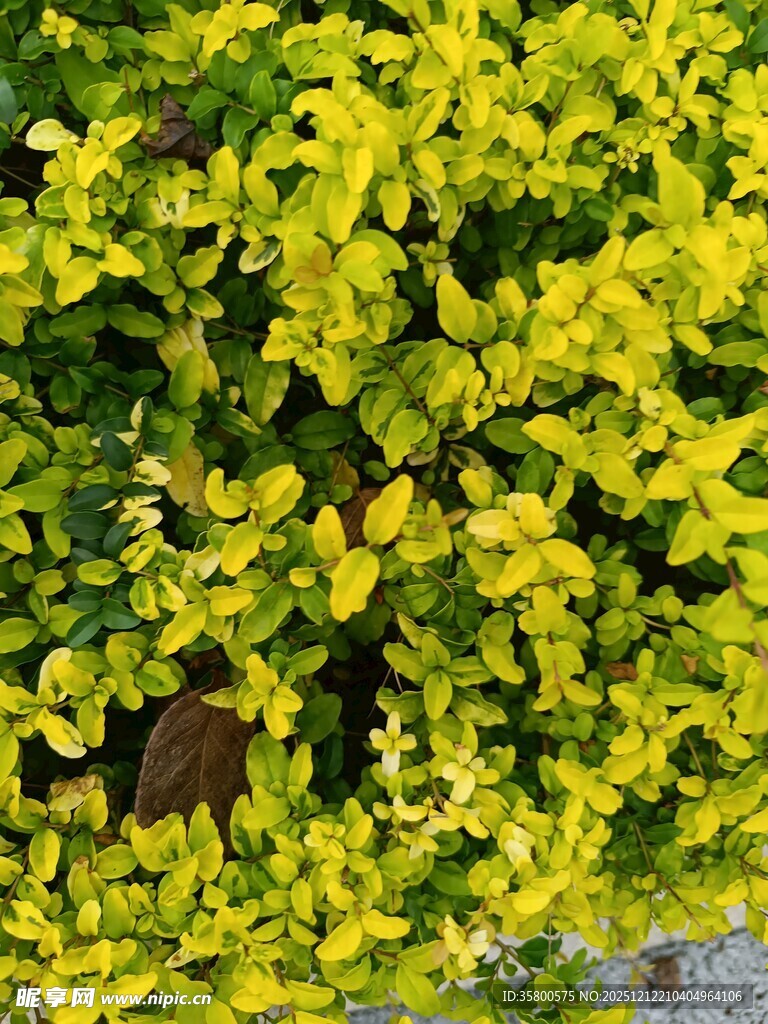 金黄叶片植物特写