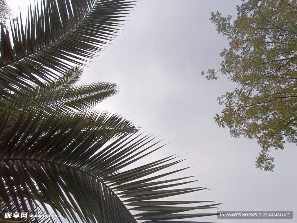 天空下的棕榈与树叶