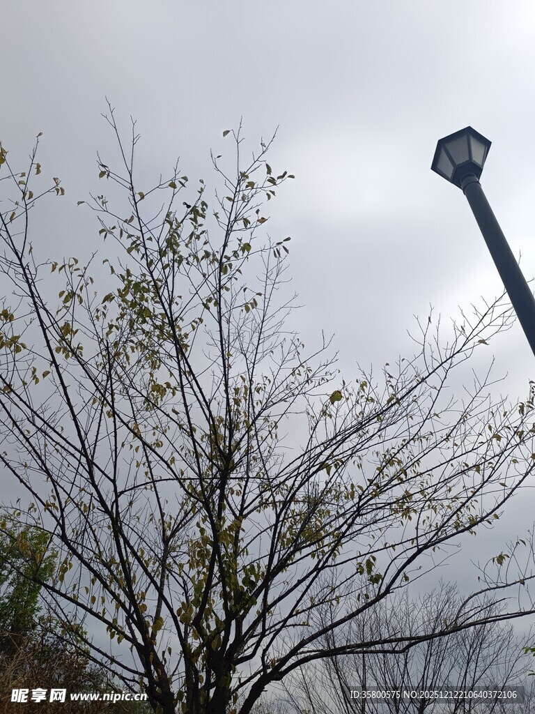 光秃树枝旁的路灯