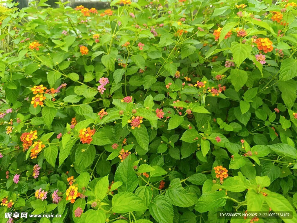 绿叶间的橙色小花绽放