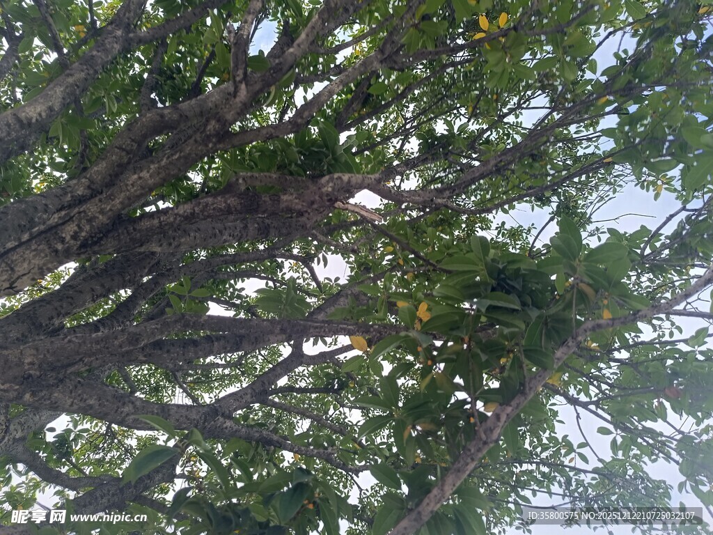 仰视繁茂大树枝叶