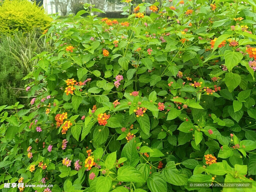 绿叶间的橙色小花绽放