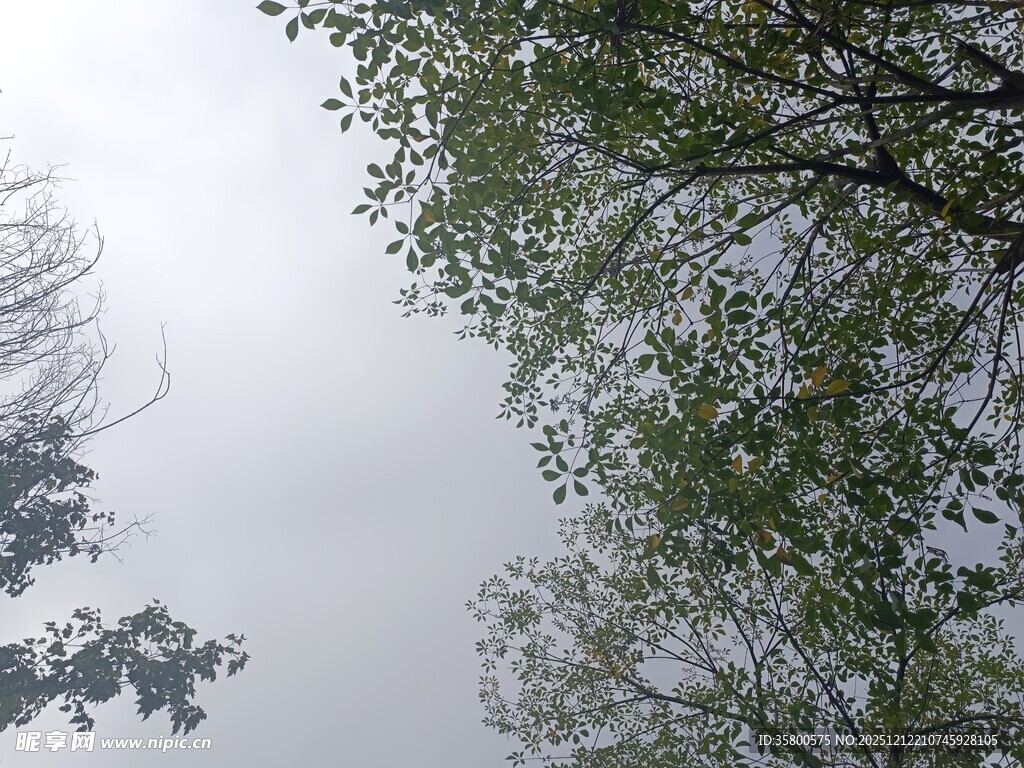仰视视角下的繁茂树木