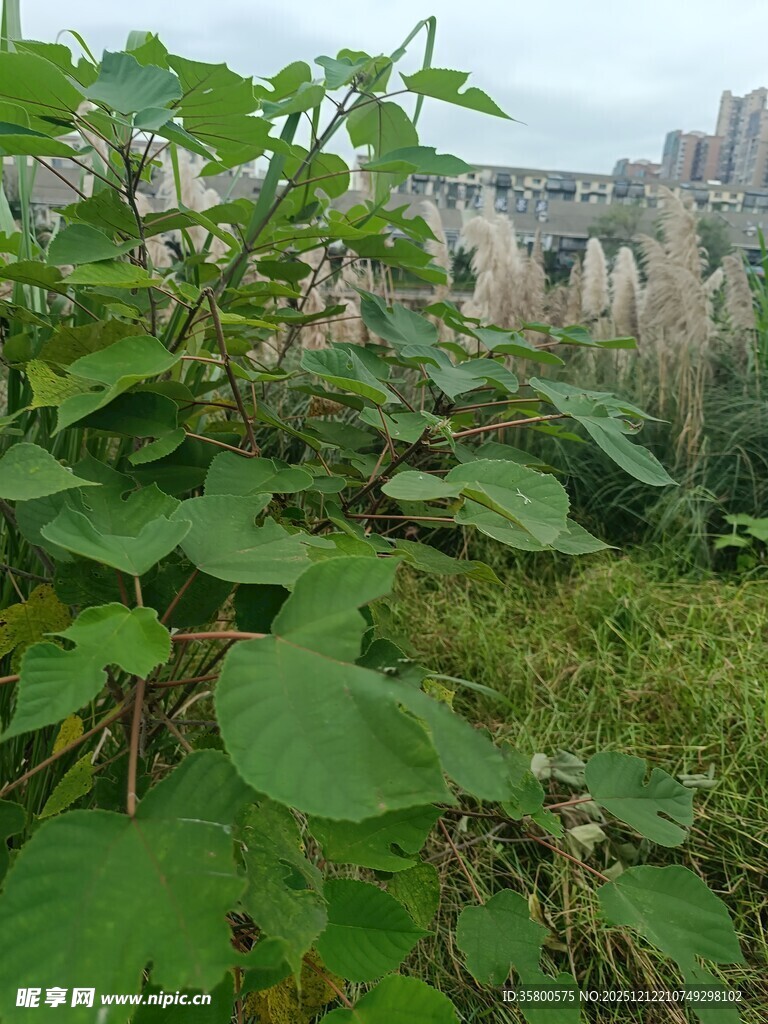 绿叶繁茂的植物景观