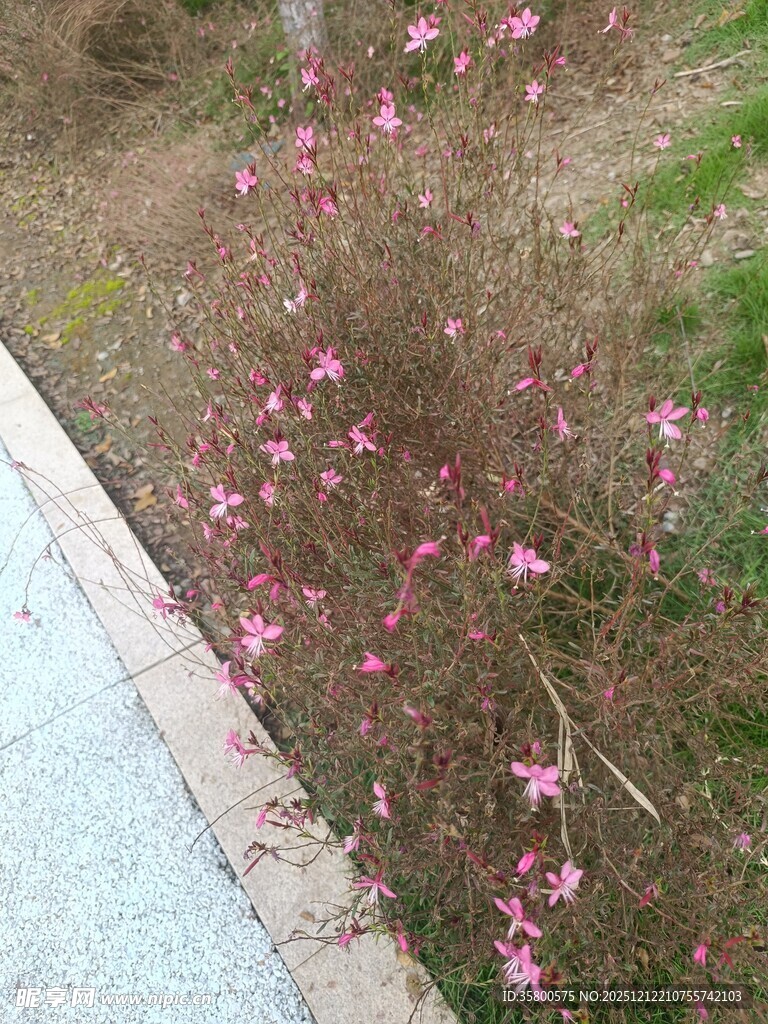 路边绽放的粉色星星小花