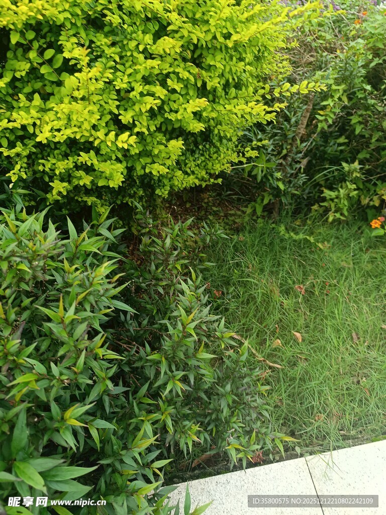 庭院绿植景观一角