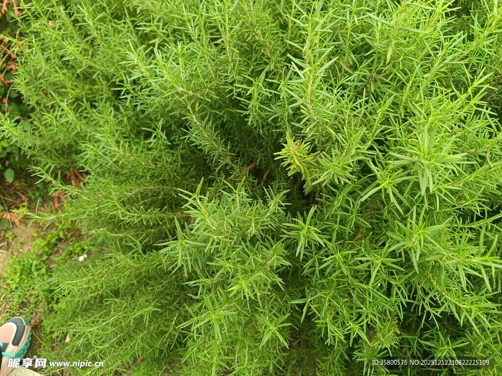 翠绿丛生的绿色植物
