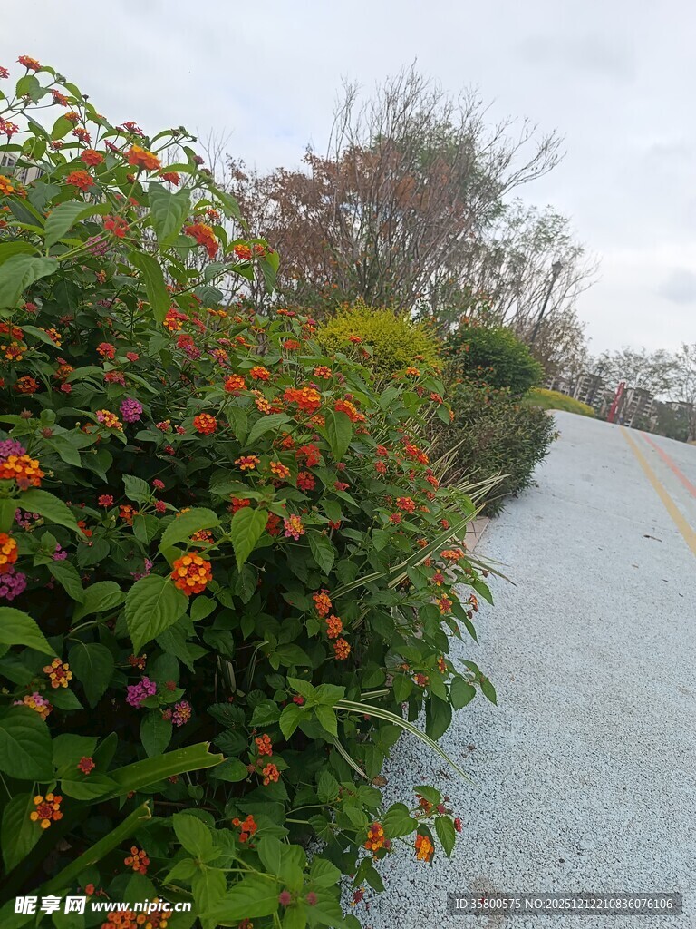 路边繁花盛开的自然景致