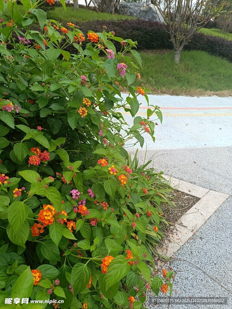 路边盛开的多彩花卉