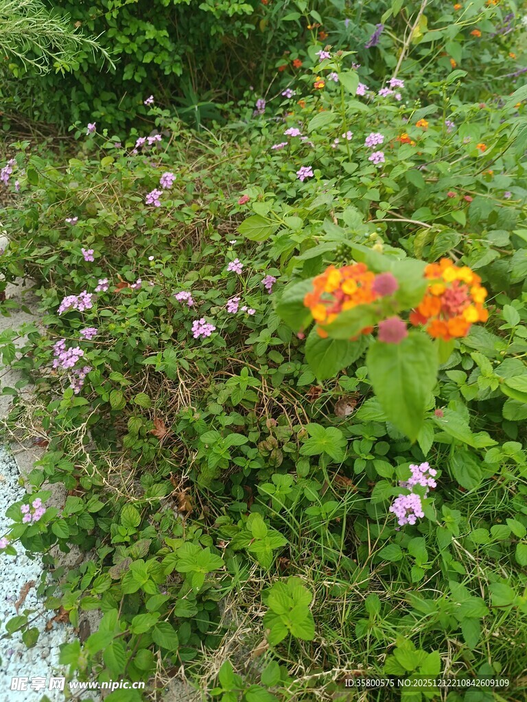 草丛中的多彩花卉